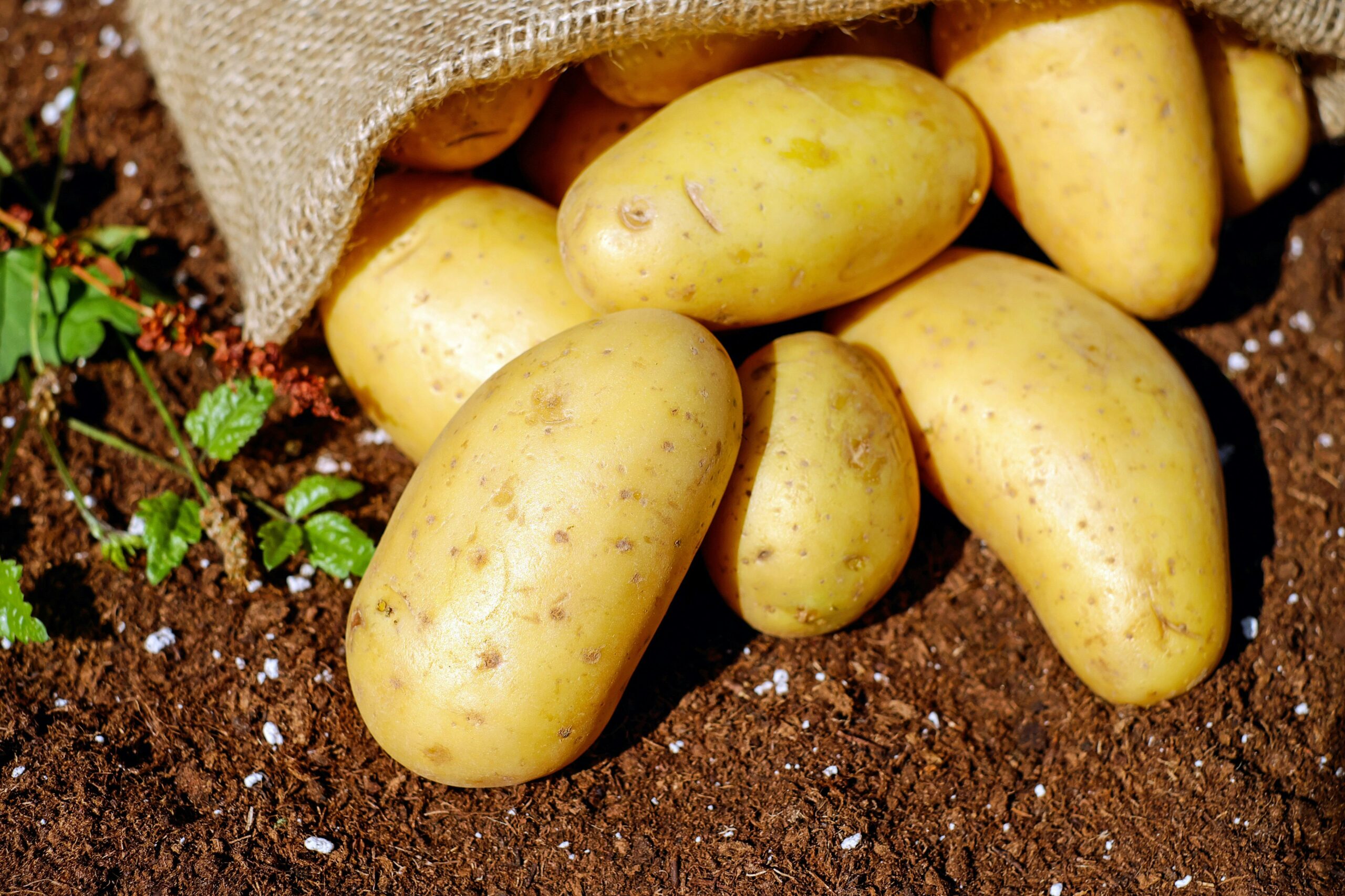 The Beginner's Guide to Carbs in Potatoes: Nutrition Facts and Health Benefits
