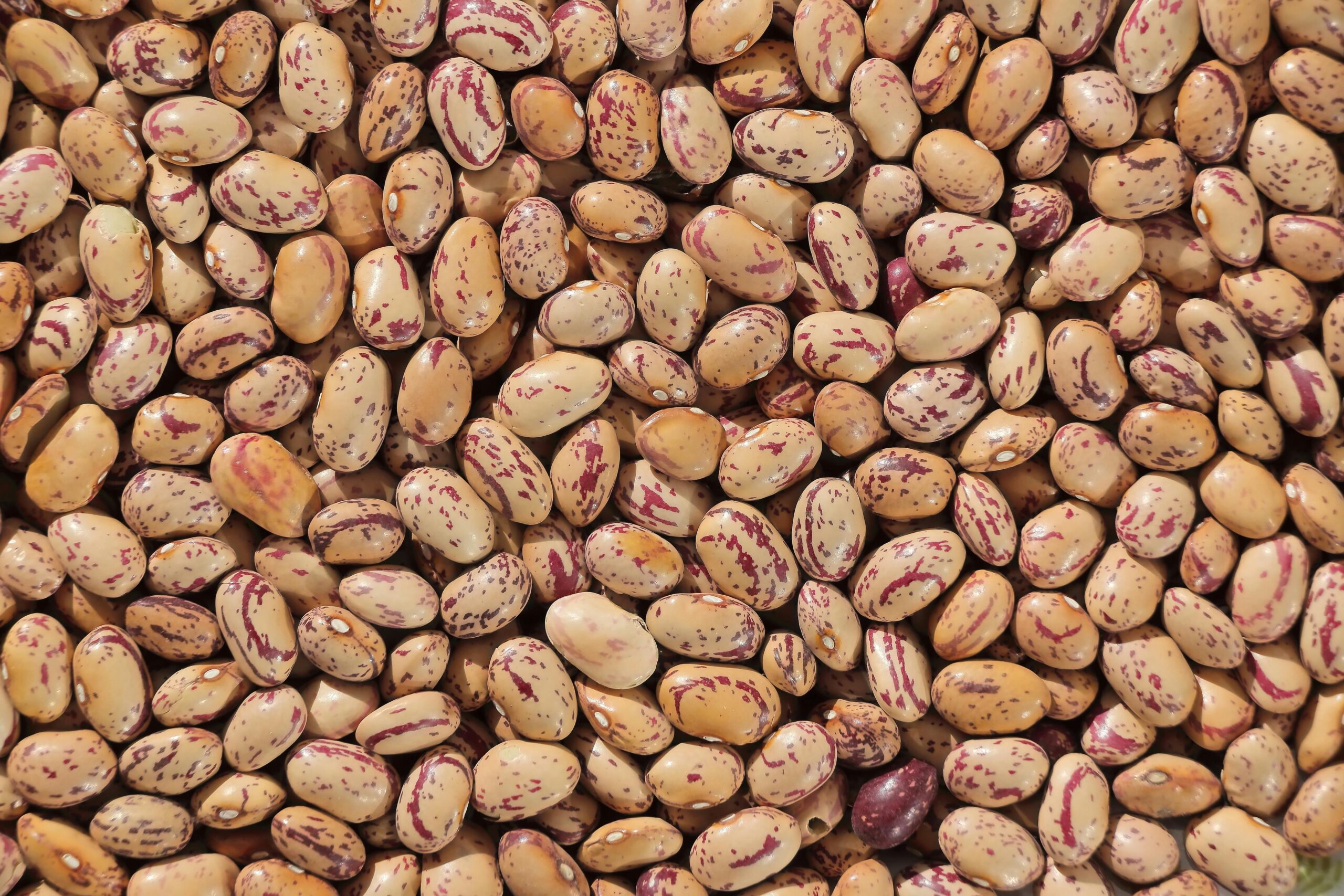 The Beginner's Guide to Pinto Beans Nutrition: Health Benefits and How to Include Them in Your Diet